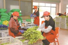 平安卫生的品进入苍生的“菜篮子”